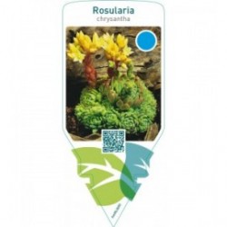 Rosularia chrysantha