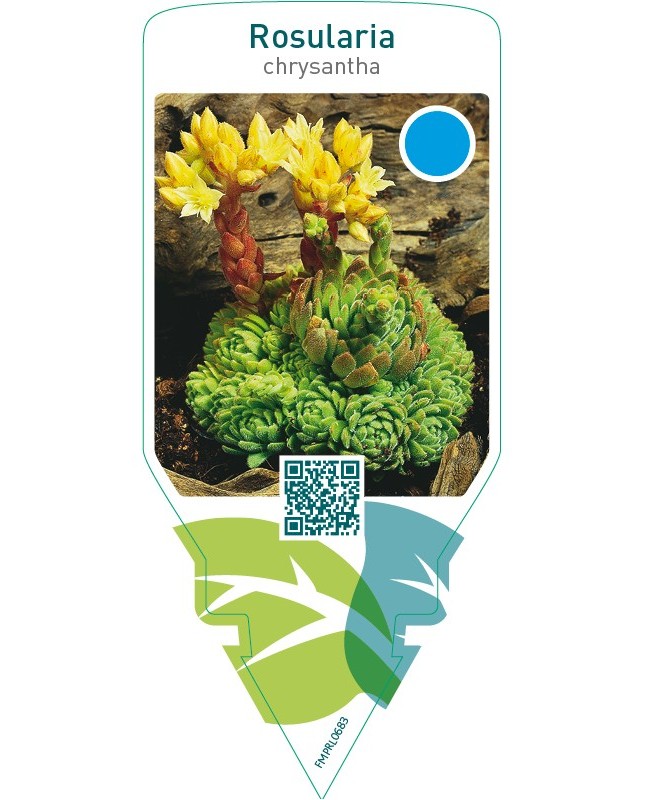 Rosularia chrysantha