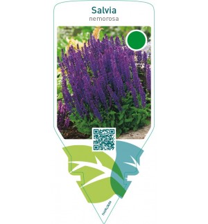 Salvia nemorosa