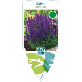 Salvia nemorosa