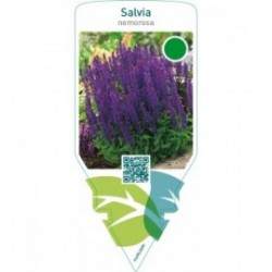 Salvia nemorosa
