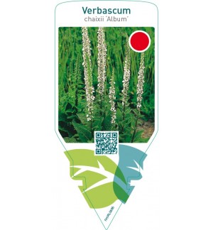 Verbascum chaixii ‘Album’