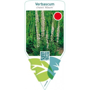 Verbascum chaixii ‘Album’