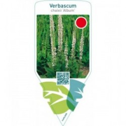 Verbascum chaixii ‘Album’