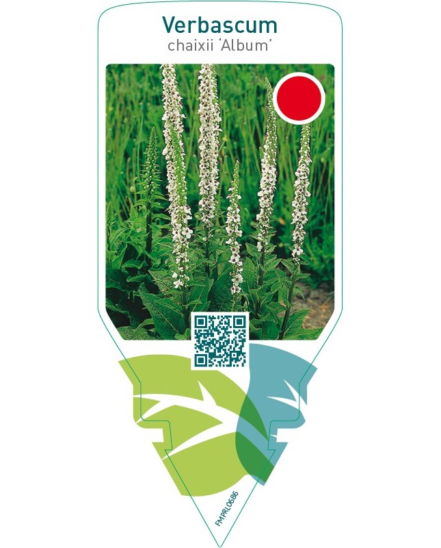 Verbascum chaixii ‘Album’
