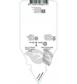 Etichette di Verbascum chaixii ‘Album’ *