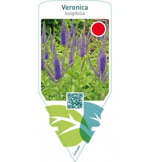 Veronica longifolia  blue