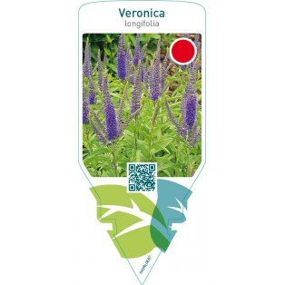 Veronica longifolia  blue