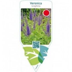 Veronica longifolia  blue