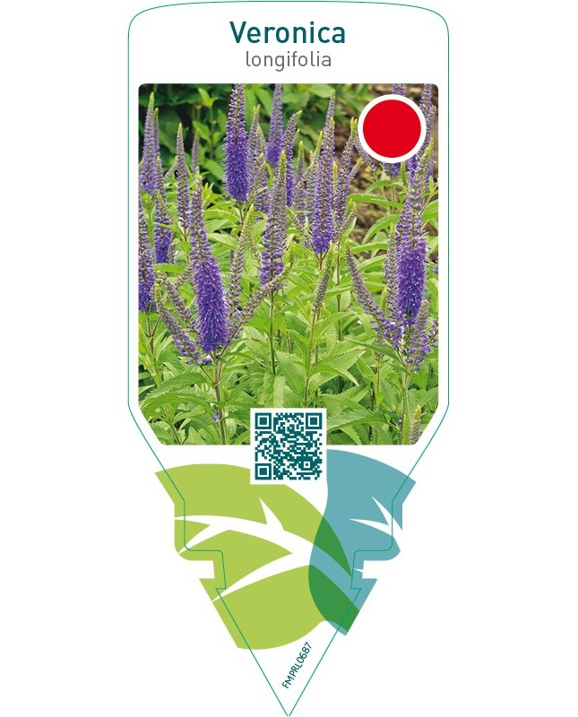 Veronica longifolia  blue