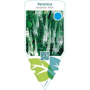 Veronica longifolia ‘Alba’