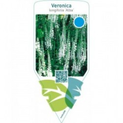 Veronica longifolia ‘Alba’