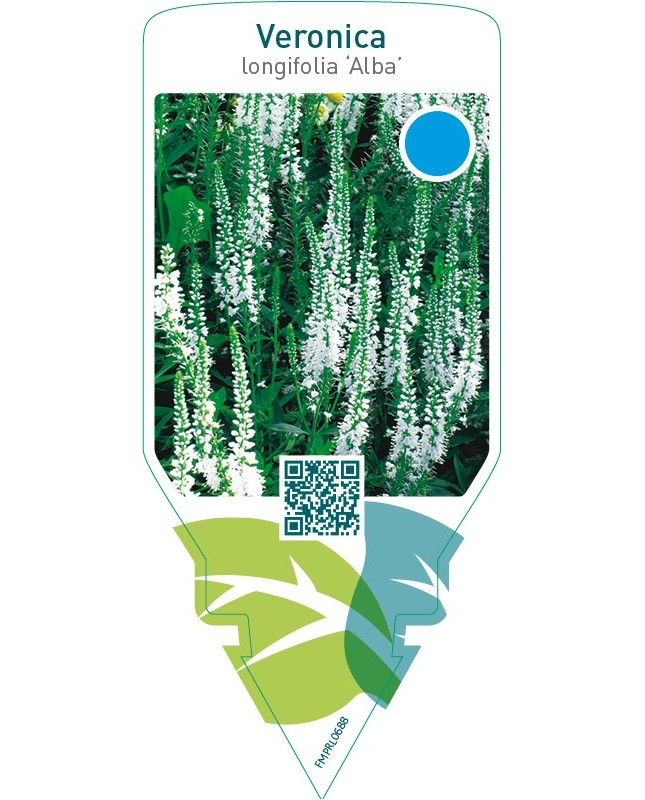 Veronica longifolia ‘Alba’