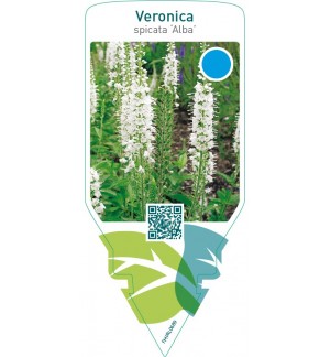 Veronica spicata ‘Alba’