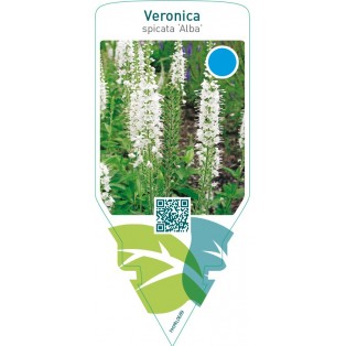 Veronica spicata ‘Alba’