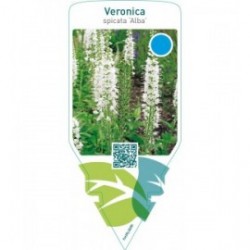 Veronica spicata ‘Alba’