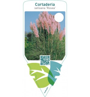 Cortaderia selloana ‘Rosea’