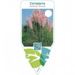 Cortaderia selloana ‘Rosea’