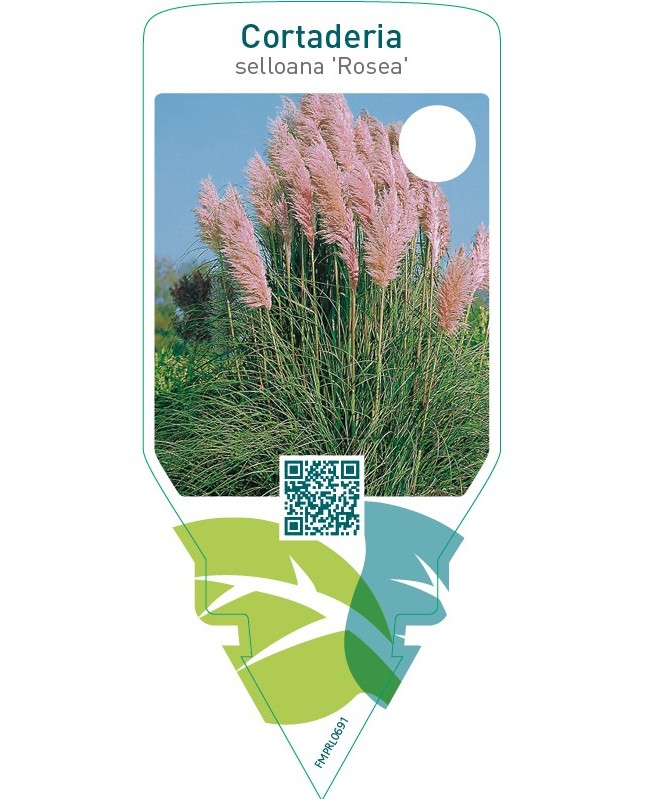 Cortaderia selloana ‘Rosea’