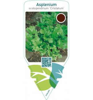 Asplenium scolopendrium ‘Cristatum’