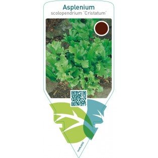 Asplenium scolopendrium ‘Cristatum’
