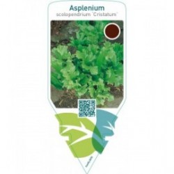 Asplenium scolopendrium ‘Cristatum’