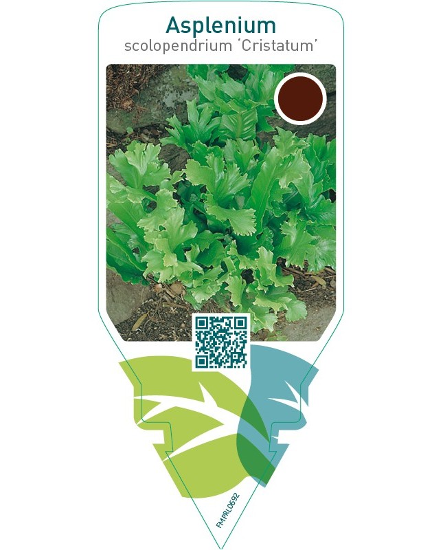 Asplenium scolopendrium ‘Cristatum’