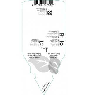Etichette di Asplenium scolopendrium ‘Cristatum’ *
