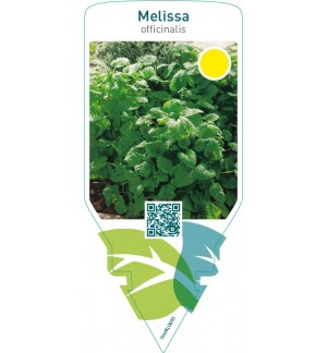 Melissa officinalis (lemon balm)