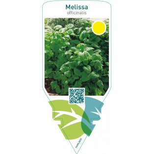 Melissa officinalis (lemon balm)