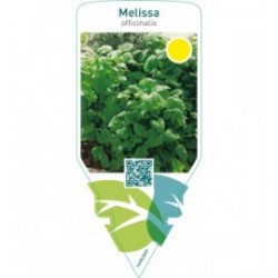 Melissa officinalis (lemon balm)