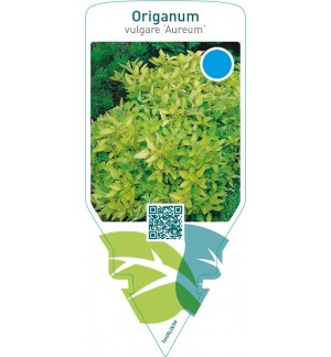 Origanum vulgare ‘Aureum’