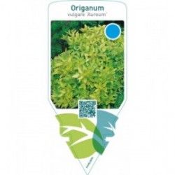 Origanum vulgare ‘Aureum’