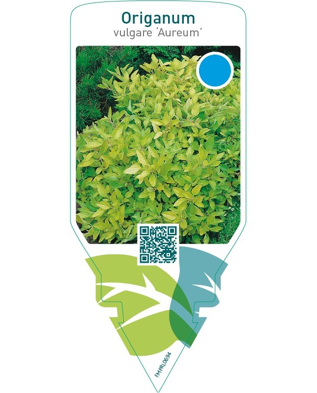 Origanum vulgare ‘Aureum’