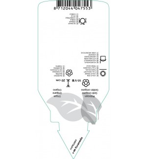 Etichette di Origanum vulgare ‘Aureum’ *