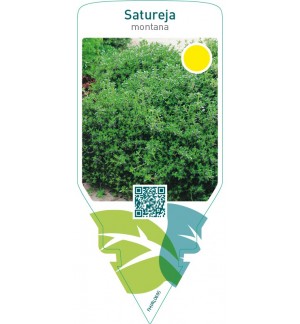 Satureja montana (winter savory )