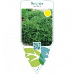 Satureja montana (winter savory )