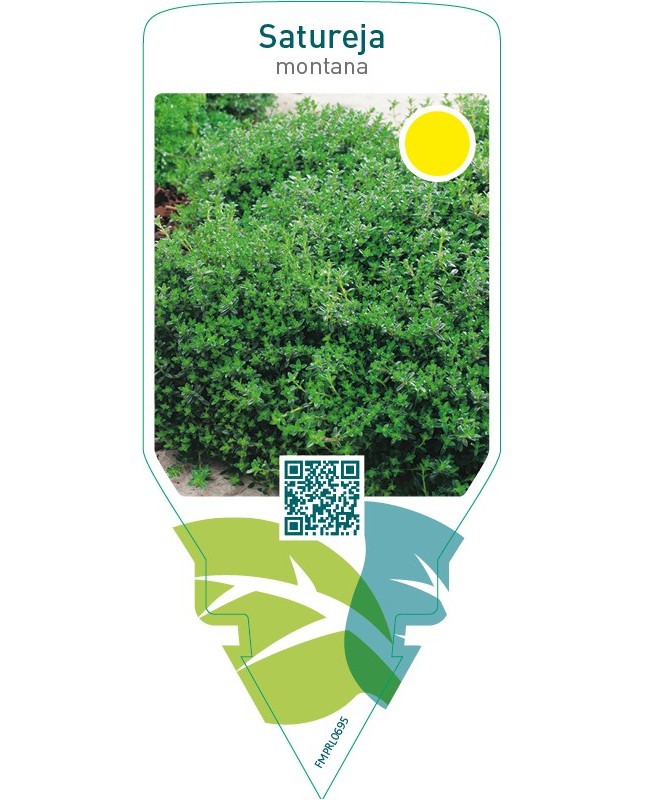 Satureja montana (winter savory )