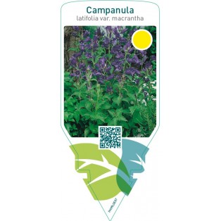 Campanula latifolia var. Macrantha