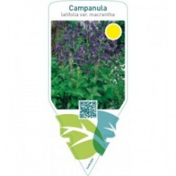 Campanula latifolia var. Macrantha