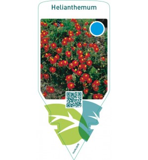 Helianthemum  red