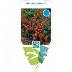 Helianthemum  red