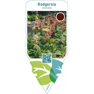 Rodgersia pinnata