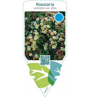 Rosularia sedoides  var. alba
