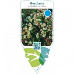 Rosularia sedoides  var. alba