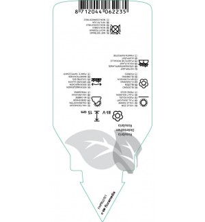 Etichette di Rosularia sedoidis  var. alba *