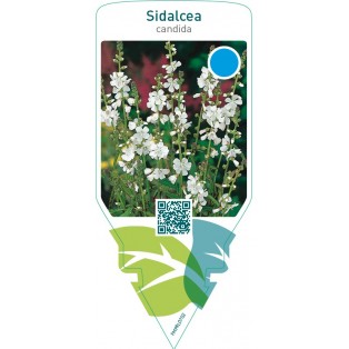 Sidalcea candida