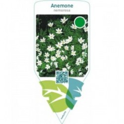 Anemone nemorosa