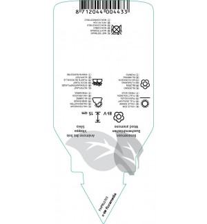 Etichette di Anemone nemorosa *