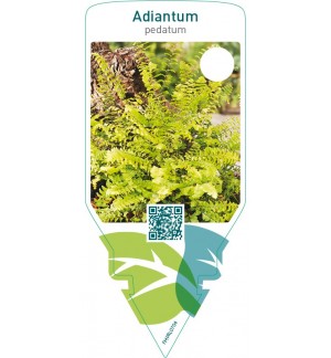 Adiantum pedatum